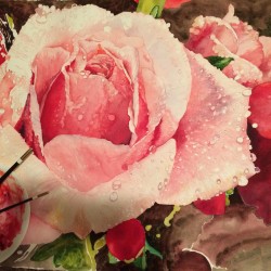 pink rose 001